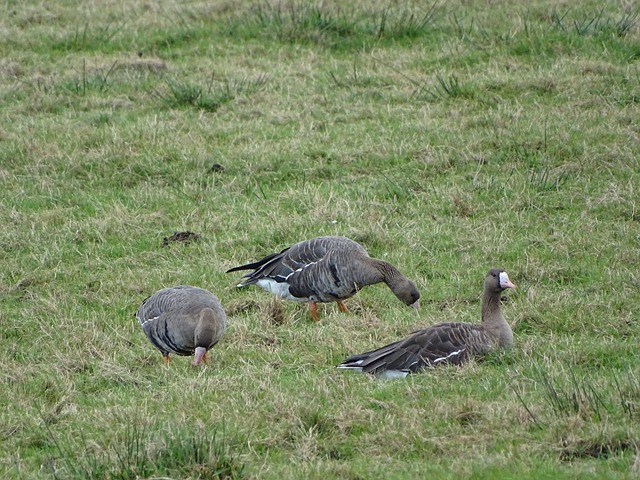 C羅再戴帽 續刷紀錄！4場造10球 徹底征服沙特聯賽！.