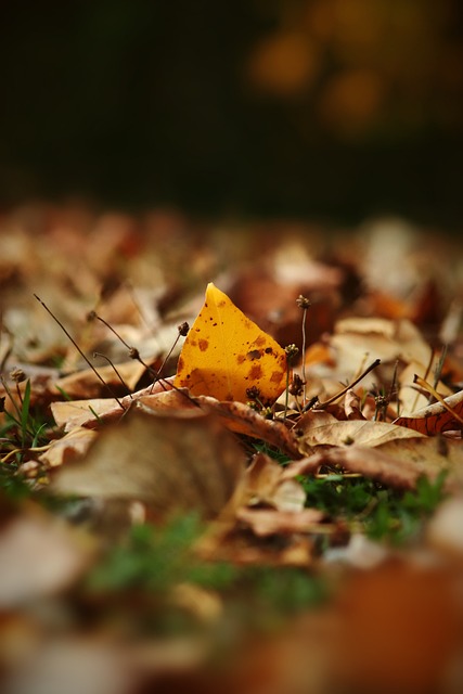 唯一的核心！迪巴拉即将激活续约条款，罗马准备提供长约.